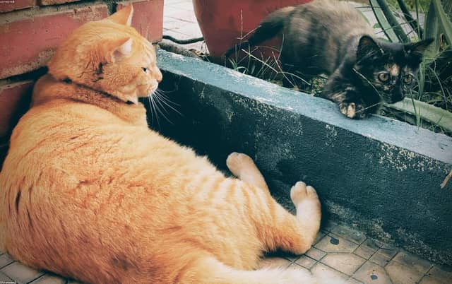 nR8YR514rA
