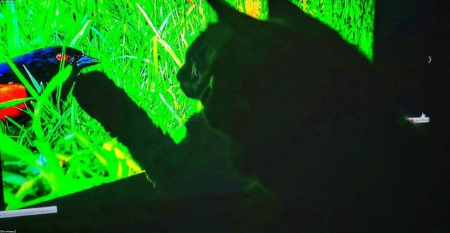 jpHDMYW3
